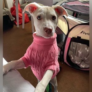Cable Knit Pink Dog Sweater